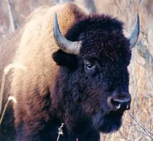 The American Bison. Image credit: Bozeman Magpie