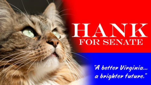Would a cat make a better senator than most humans? Virginians got to decide in the 2012 election. Image credit Tumblr