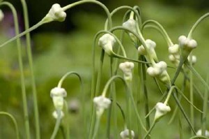 The garlic plant. Image credit St. Louis Core