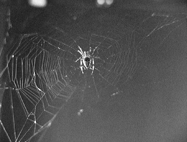 Microgravity seemed to baffle Arabella the spider at first, but she got better at spinning her web.