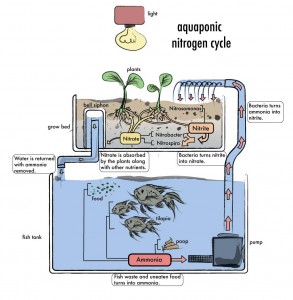 The endless cycle of the aquaponics system. Image credit DIY Aquaponics