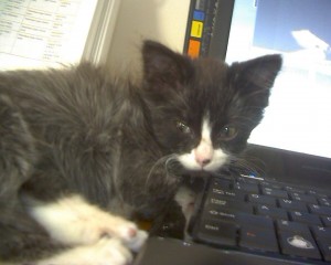 Rudy as a half grown kitten. He still likes my keyboard.