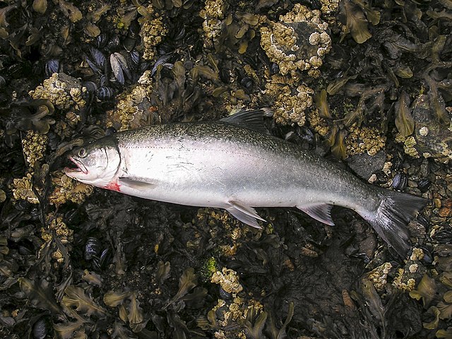 640px-Silver_Salmon_wc07