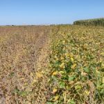 Soybeans Have Surprisingly High Impact on Nitrous Oxide Emissions